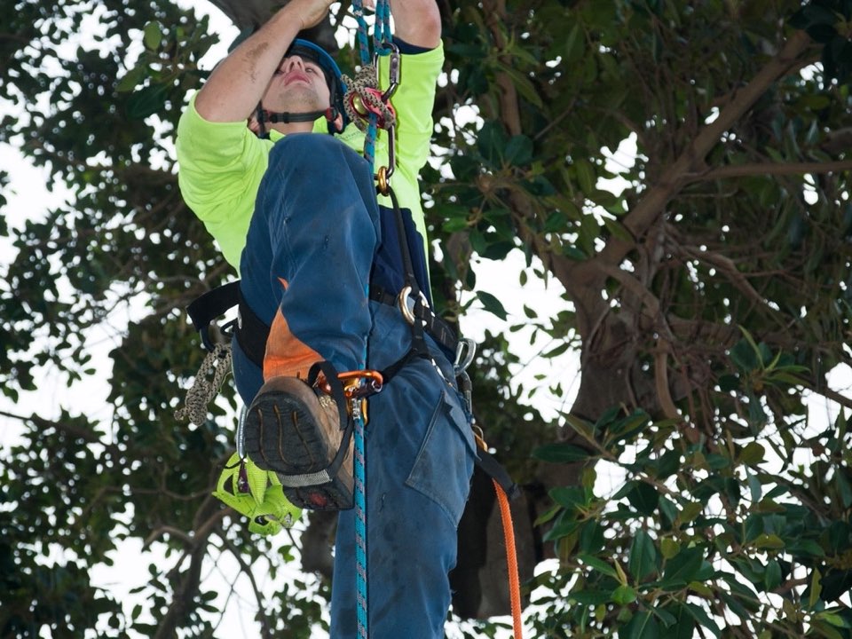 Qualified arborist working in a mature tree during a risk assessment in East Riding of Yorkshire